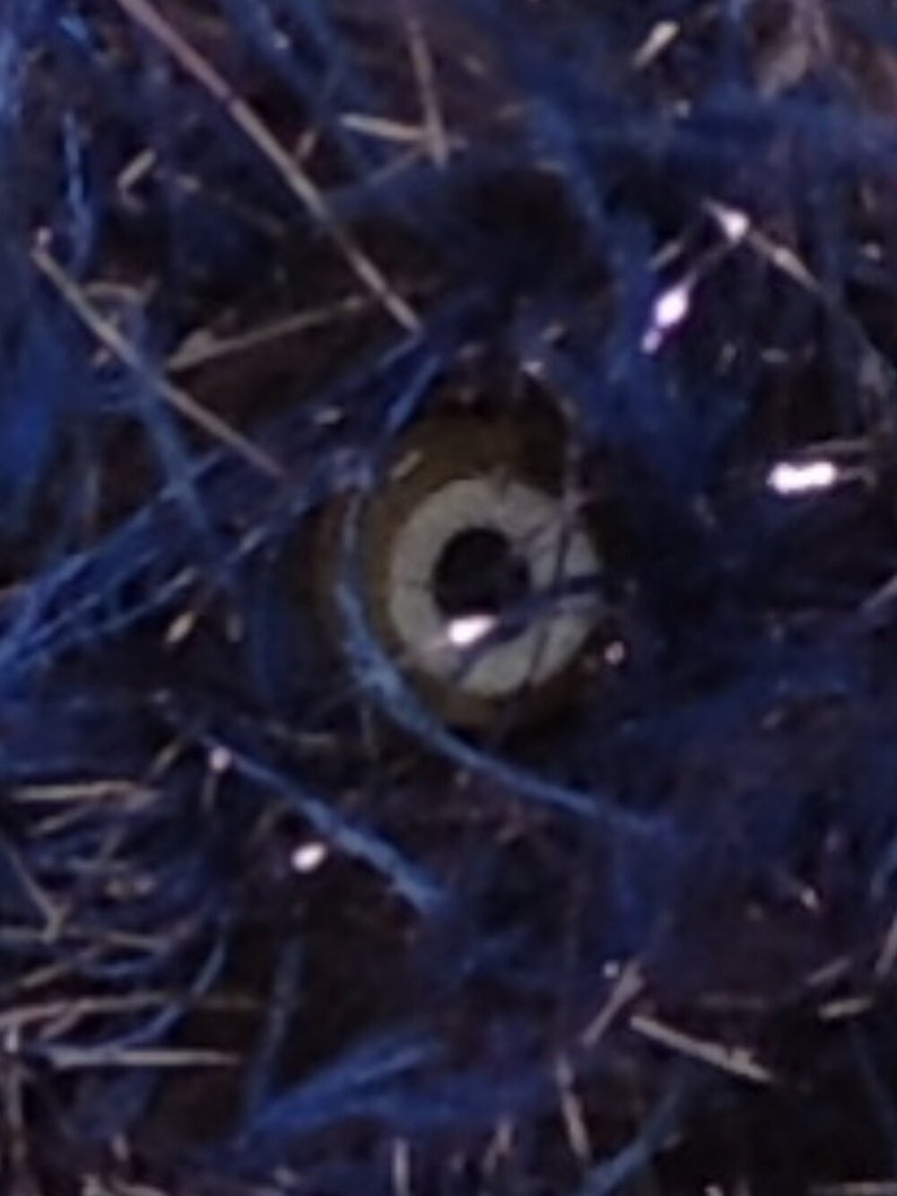Buttfreckle - Picture 4 of 7